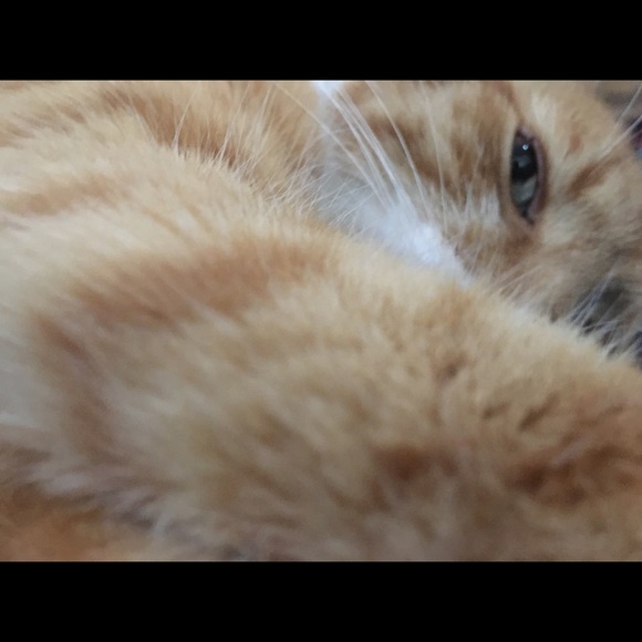 Meet your Posher, Sean - Picture 1 of 1